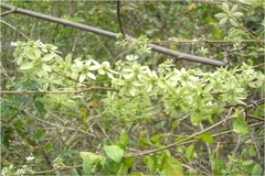 Symphorema involucratum